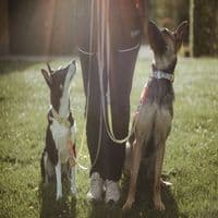 Canisophie Hundetraining