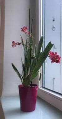 schnetz Versicherungs- und Finanzmakler GmbH & Co. KG