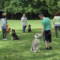 Sportverein für Schutz- und Gebrauchshunde Frankfurt a.M.-Bockenheim
