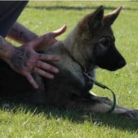 Bine Alff - Halb so Wild München