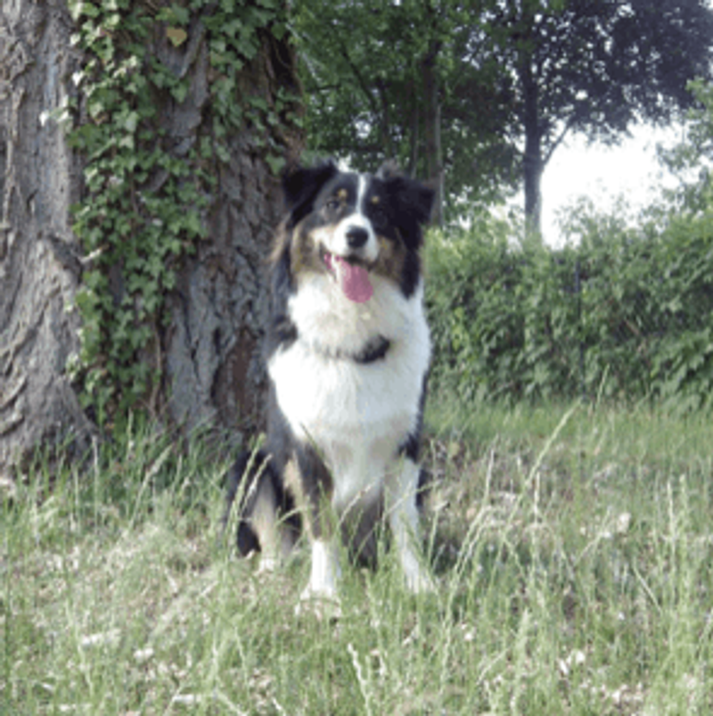 user-upload/business/work-media/07zk6fjn4osmyfxhwdyr6me_sportverein_fuer schutz- und gebrauchshunde frankfurt a.m.-bockenheim.png