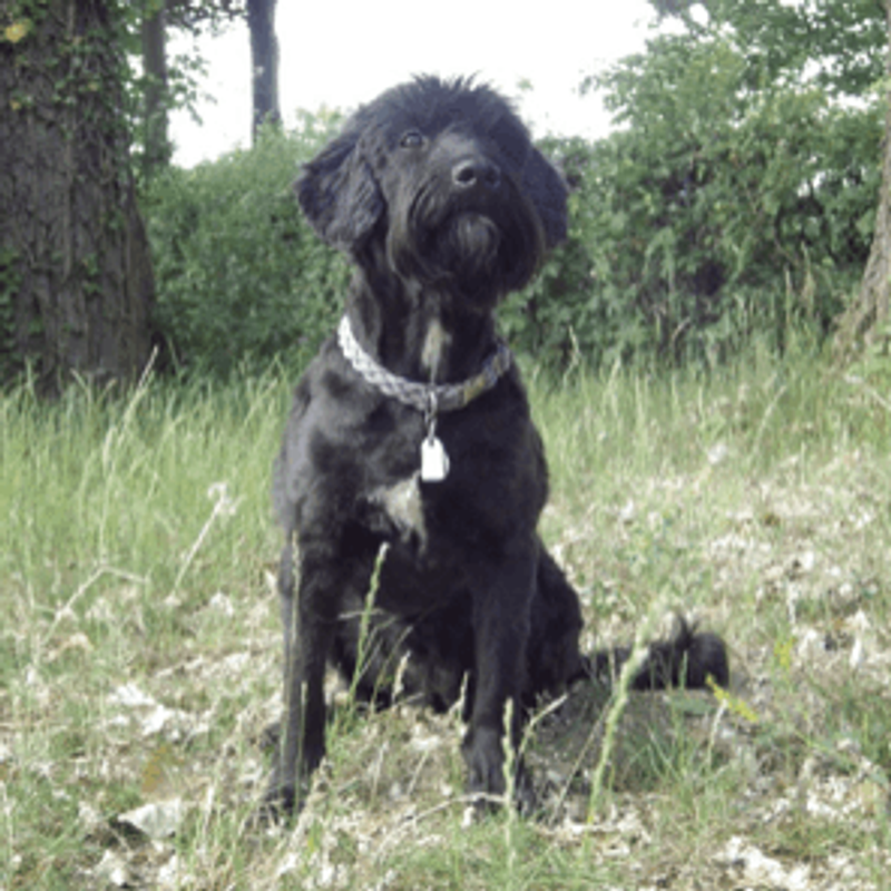 user-upload/business/work-media/1oda0m4u95xh7bfsz4dwkl_sportverein_fuer schutz- und gebrauchshunde frankfurt a.m.-bockenheim.png