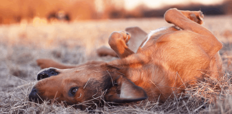 user-upload/business/work-media/262cfcbi3argj3kfzj8pf_yvonne_hampel hundetraining verhaltensberatung.png