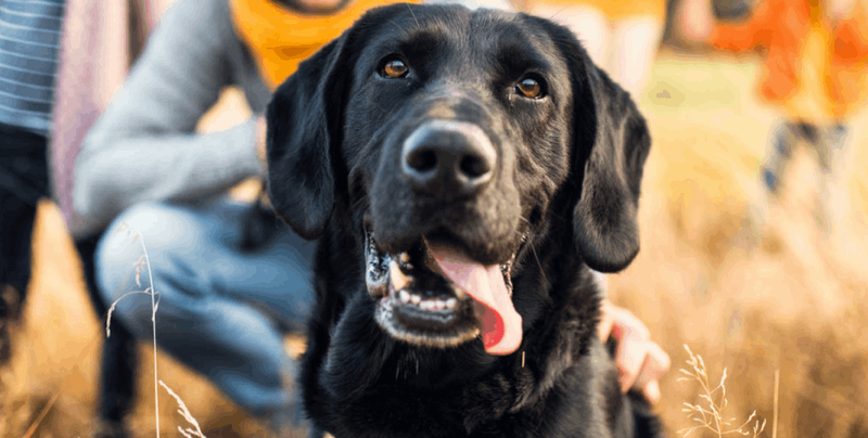 user-upload/business/work-media/cueszjqxce8f3lzoq7meql_yvonne_hampel hundetraining verhaltensberatung.png