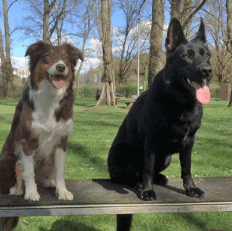 user-upload/business/work-media/drhlkihymw5yq2gvggecc_sportverein_fuer schutz- und gebrauchshunde frankfurt a.m.-bockenheim.png