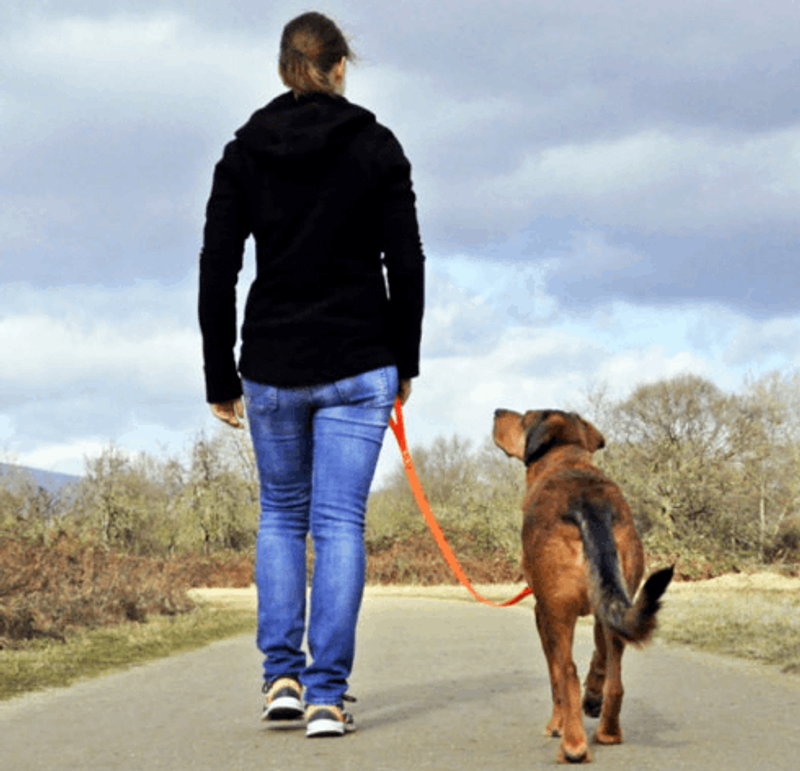 user-upload/business/work-media/y9l1c3tyiscmm9wefijvw_yvonne_hampel hundetraining verhaltensberatung.png